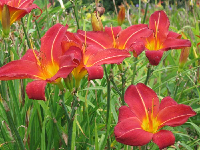 Pollies Daylilies | UK Daylily Nursery | Lymington | Hampshire | UK